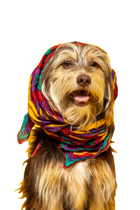 Furry puppy with a headscarf on a yellow backgroun 2024 12 07 12 52 39 utc