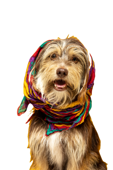 Furry puppy with a headscarf on a yellow backgroun 2024 12 07 12 51 55 utc