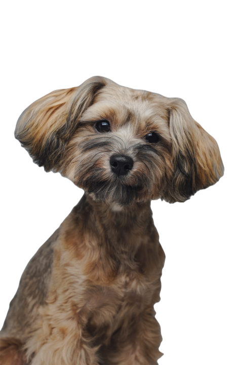 Friendly yorkshire terrier doggy with well groomed 2023 11 27 05 01 00 utc
