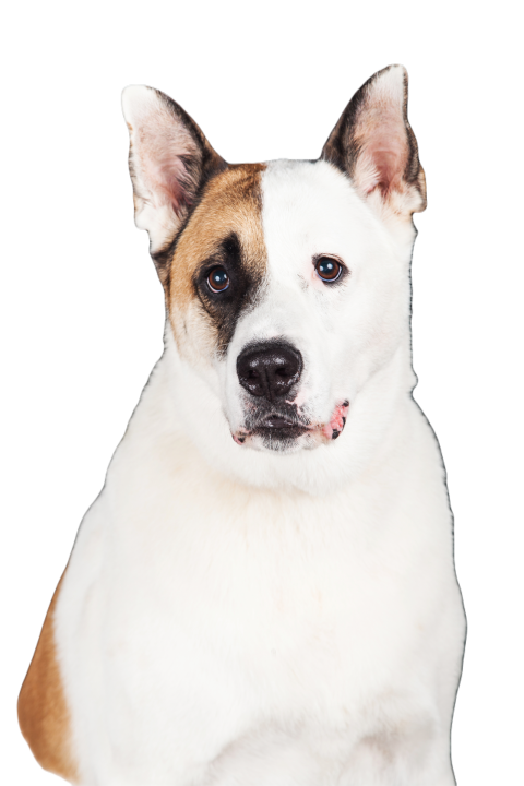 Dog sitting against black background 2024 09 14 13 55 20 utc