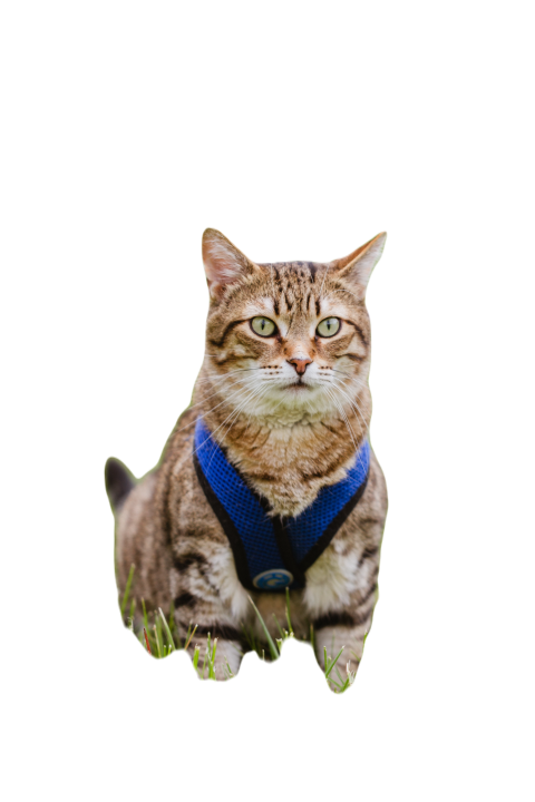 Cute cat on a blue harness outside in the grass 2025 01 08 06 40 58 utc