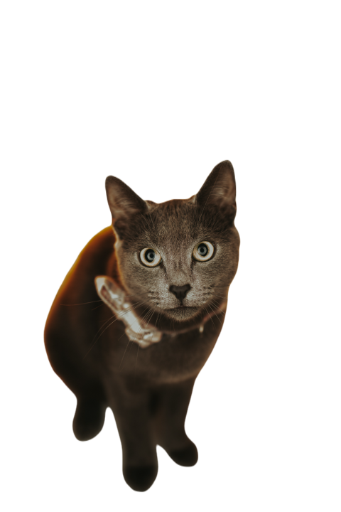 Close up studio shot of a gray cat in a bow tie 2023 11 27 05 08 00 utc