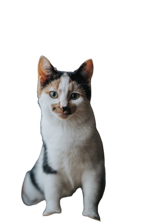Closeup of a cute cat looking at the camera in a r 2023 11 27 05 20 15 utc