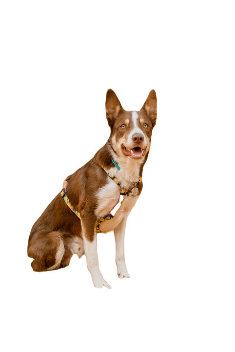 Border collie dog wearing a harness sits in the le 2023 11 27 05 29 29 utc