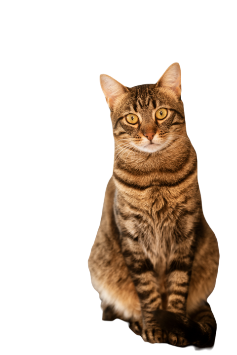 Bengal cat 2024 10 31 22 36 54 utc