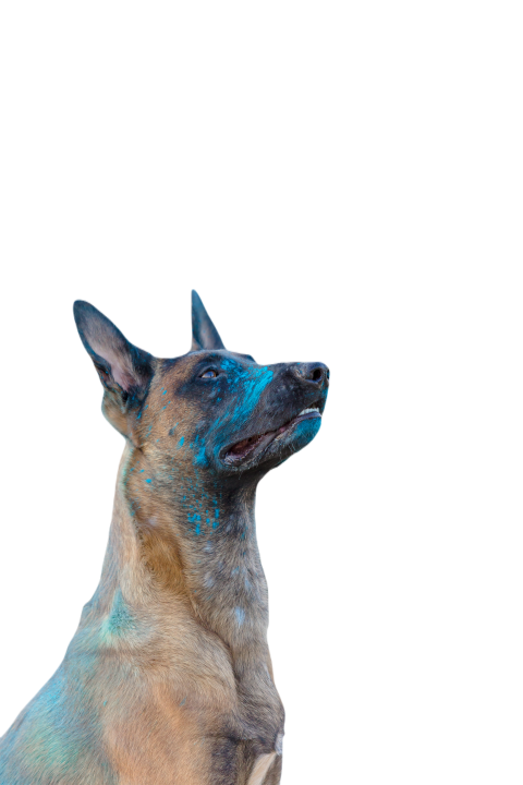 Belgian shepherd dog playing on the beach with hol 2023 11 27 05 13 45 utc