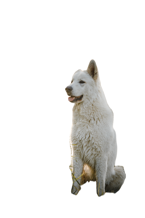Beautiful vertical shot of a white dog sitting in 2023 11 27 04 53 58 utc