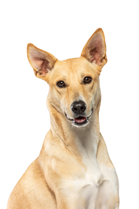 Beautiful dog portrait against a soft gray backgro 2024 12 07 12 54 30 utc