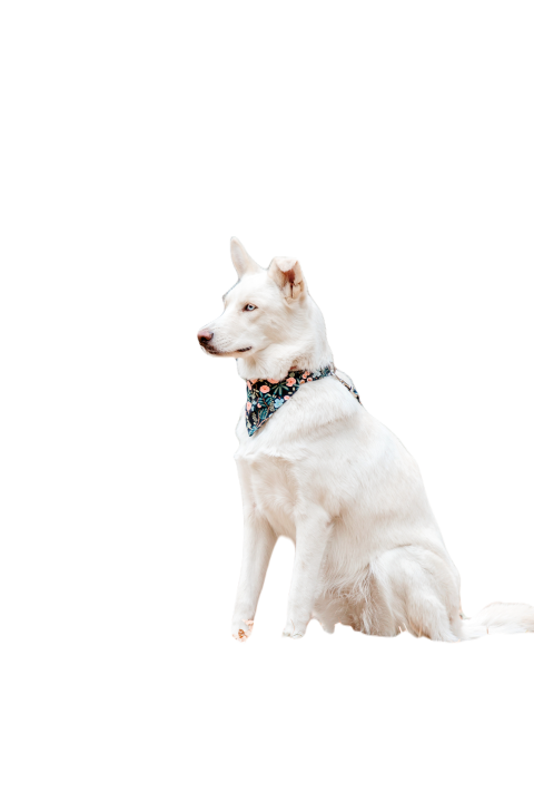 A mixed breed dog on a walk cute dog playing fun 2023 11 27 04 55 48 utc