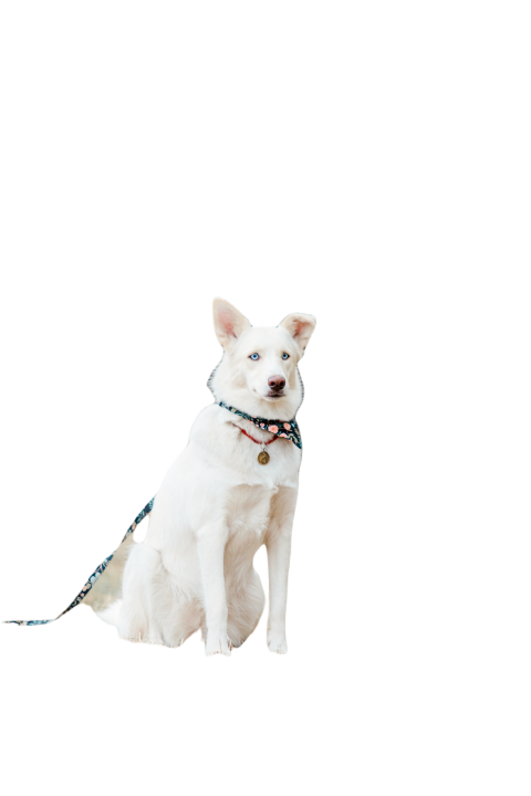 A mixed breed dog on a walk cute dog playing fun 2023 11 27 04 50 08 utc