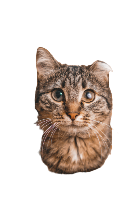 Adorable domestic tabby cat portrait with curious 2024 12 26 23 30 46 utc