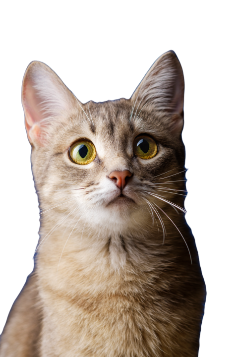 A beautiful gray cat sitting in front of blue back 2024 10 16 15 26 17 utc
