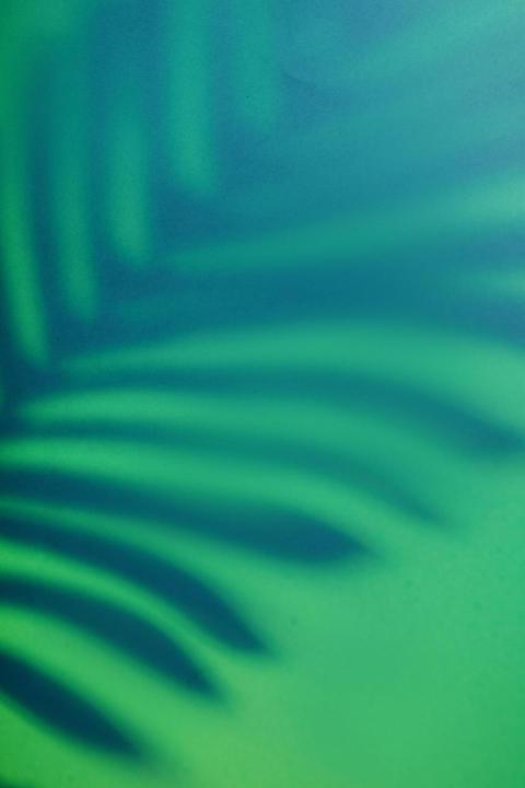 Beautiful monstera leaves shadow colored backgroun 2024 11 29 10 38 31 utc