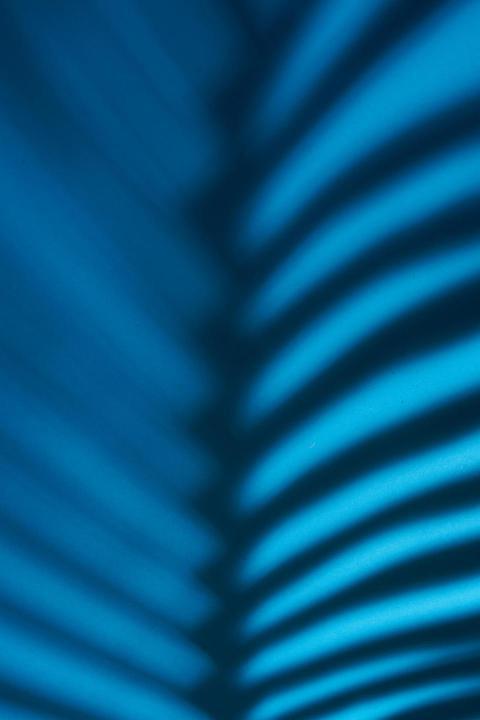 Beautiful fern leaves shadow colored background in 2024 11 27 13 39 19 utc