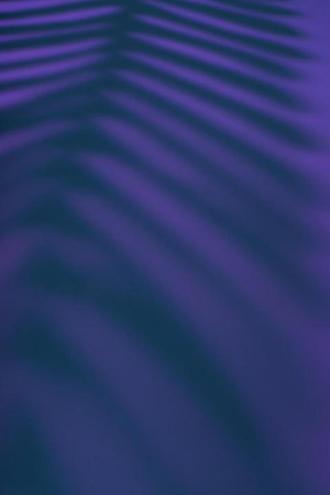 Beautiful fern leaves shadow colored background in 2024 12 01 08 55 33 utc