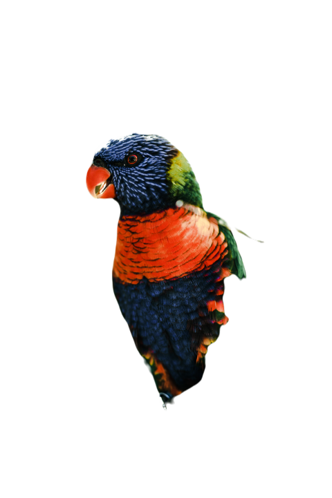 Parrots in the world png file 292