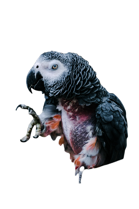 Parrots in the world png file 298