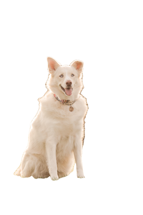 White husky dog sits in the grass in front of a su 2023 11 27 05 31 49 utc