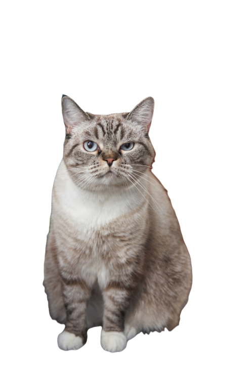 Serious grey cat sits beside a globe conveying a 2025 01 08 07 23 46 utc