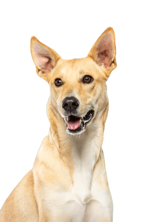 Happy dog poses against a blue background in a stu 2024 12 07 12 54 30 utc