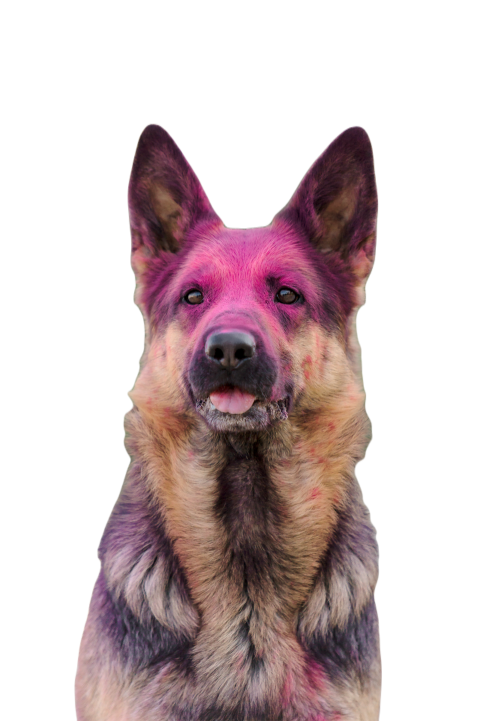 German shepherd dog playing on the beach with pink 2023 11 27 05 20 45 utc
