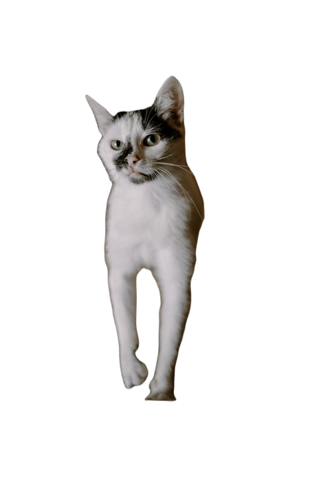Curious cat in shelter helping animals homeless 2024 12 02 23 31 43 utc