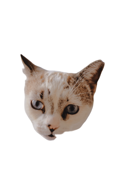 Animal 2024 09 19 09 40 45 utc