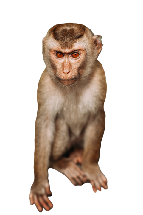 Portrait of a wild monkey a selfie of a monkey m 2025 01 08 17 40 45 utc