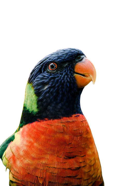 Parrots in the world png file 5