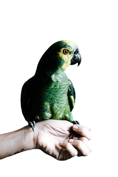 Parrots in the world png file 7