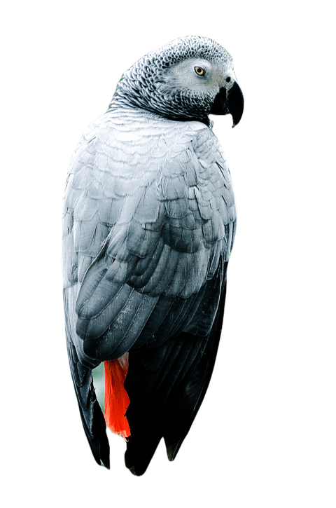 Parrots in the world png file 192