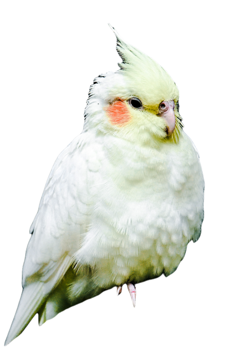 Parrots in the world png file 212