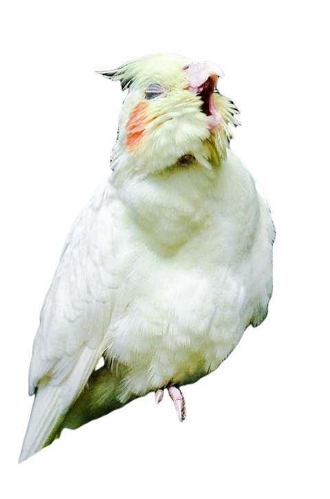 Parrots in the world png file 236