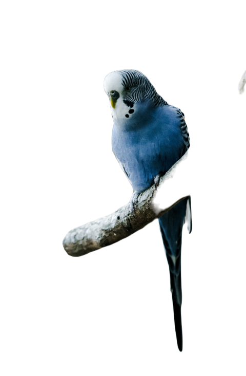 Parrots in the world png file 359