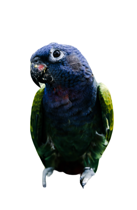 Parrots in the world png file 319