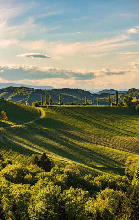 South styria vineyards landscape near gamlitz au 2024 10 15 05 24 30 utc