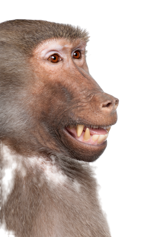 Close up on a baboon s head simia hamadryas 2024 09 27 10 57 11 utc