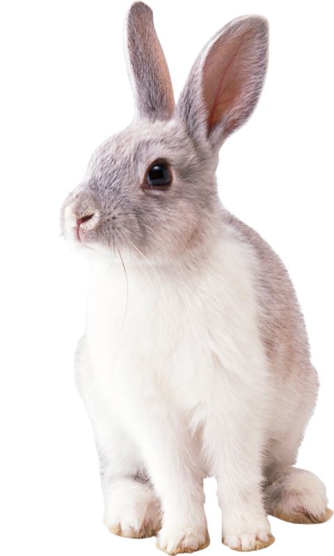 Rabbit 2649157
