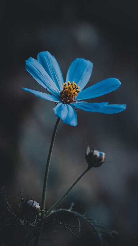 Phone Wallpapers (20)
