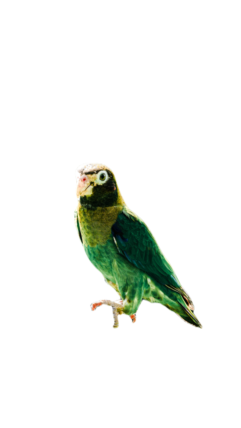 Parrots in the world png file 90