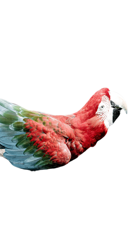 Parrots in the world png file 356