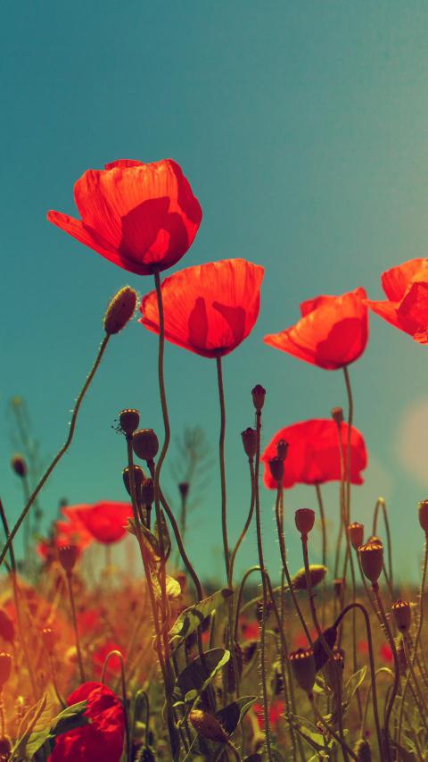 Phone Wallpapers (52)