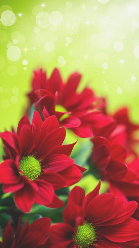 Phone Wallpapers (66)