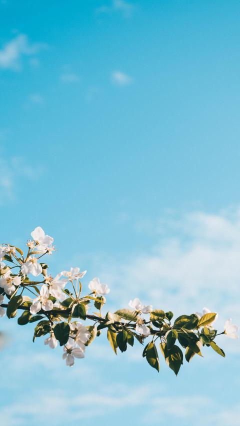 Phone Wallpapers (91)
