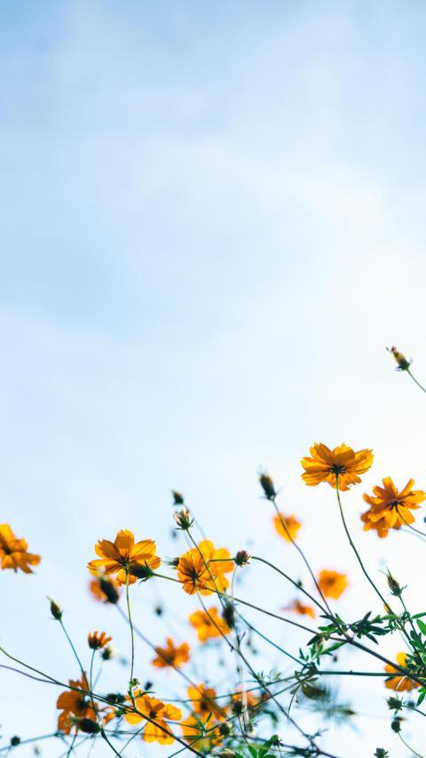 Phone Wallpapers (90)