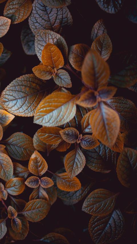 Phone Wallpapers (97)
