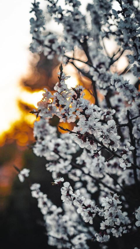 Phone Wallpapers (99)