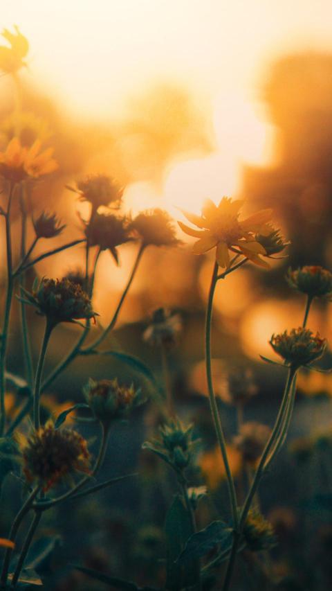Phone Wallpapers (105)