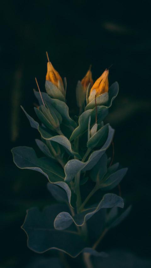 Phone Wallpapers (109)