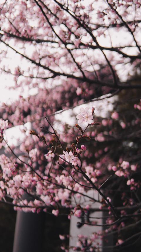 Phone Wallpapers (110)